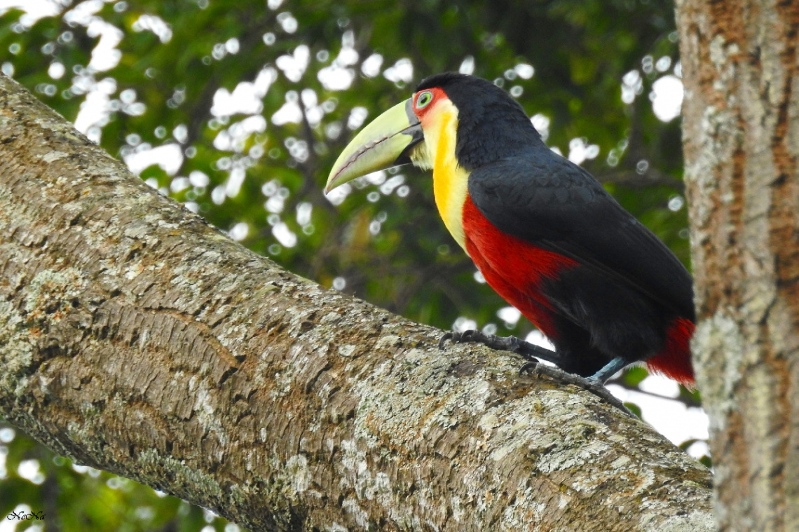 Red-breasted Toucan