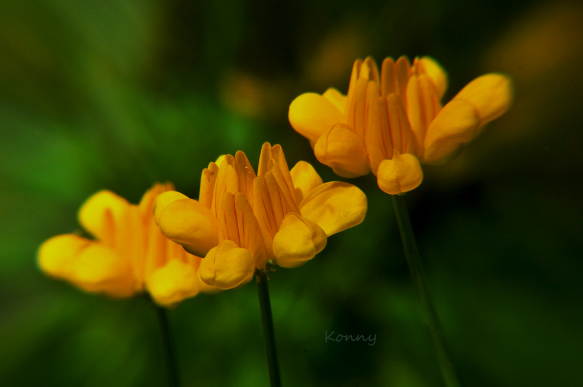 tiny yellow flowers ... 