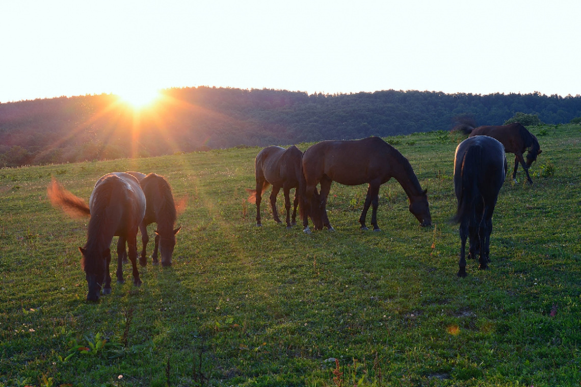 Sunrise at the horse farm