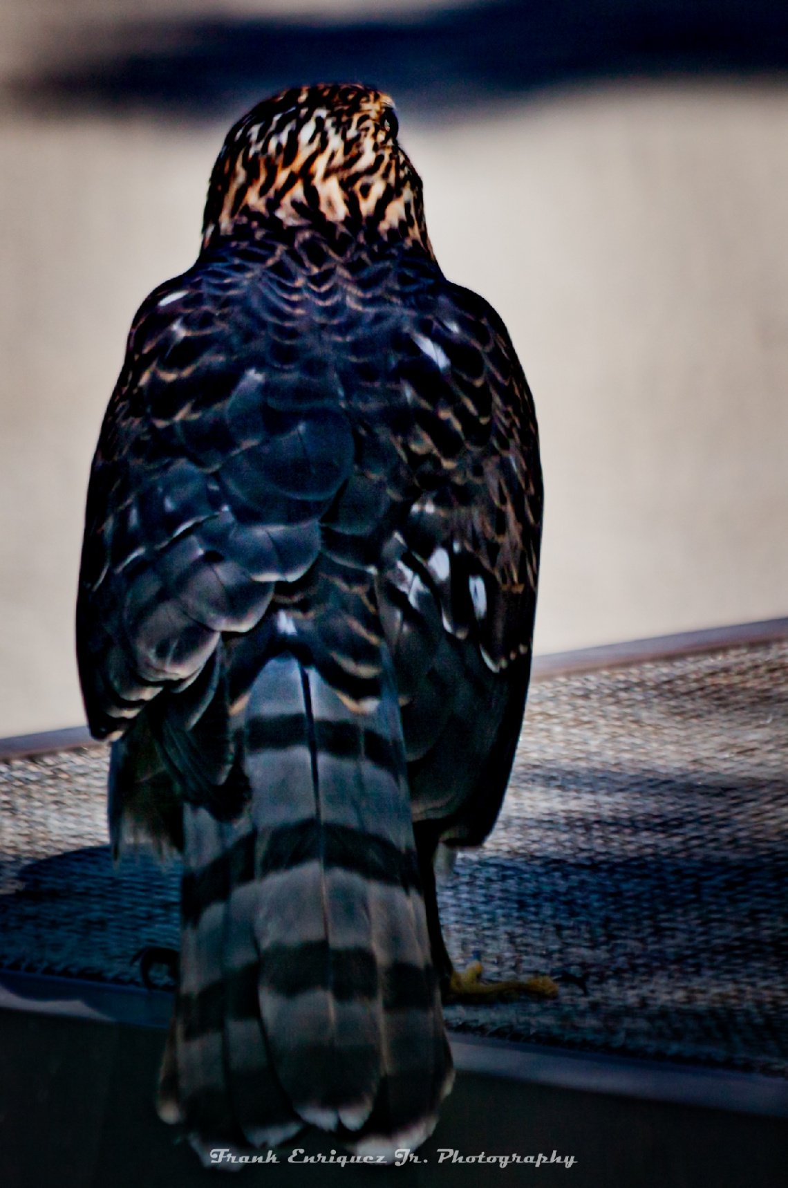 Arizona Swainson Hawk