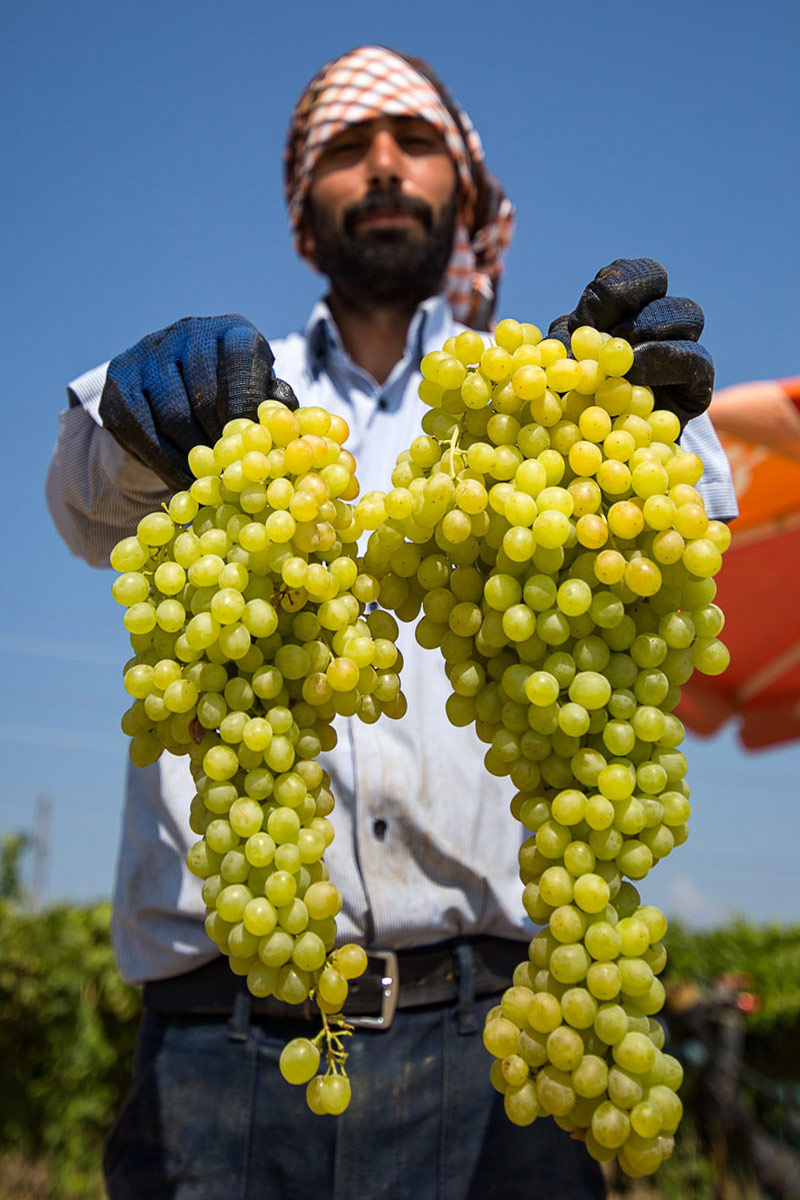 Bağbozumu.Manisa.