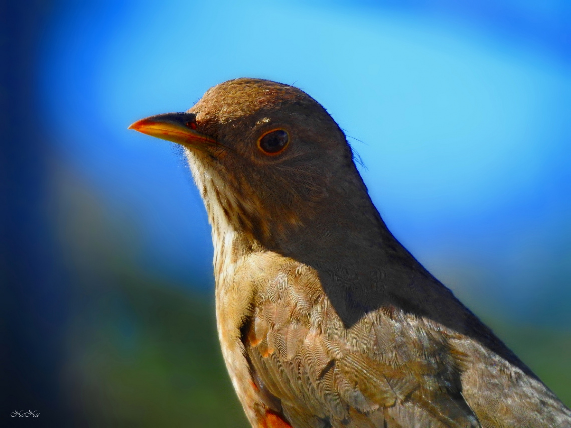 Rufous-bellied Thrush