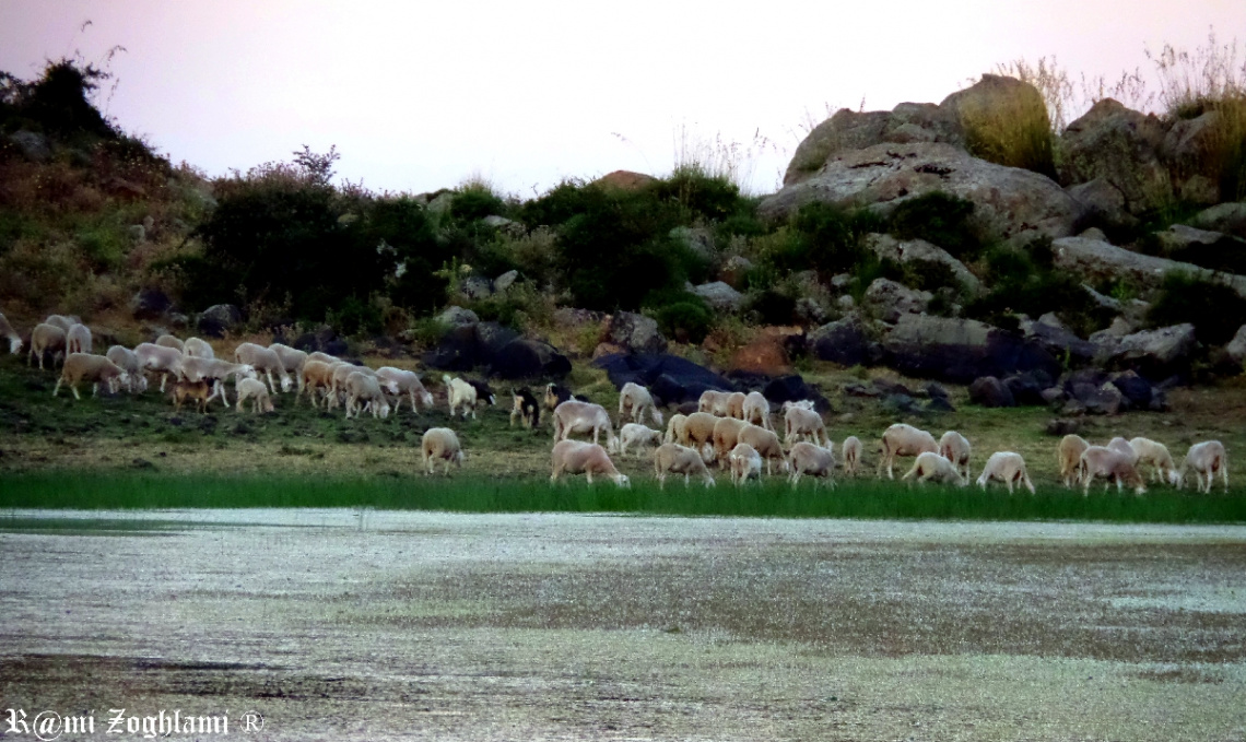 sheeps and River