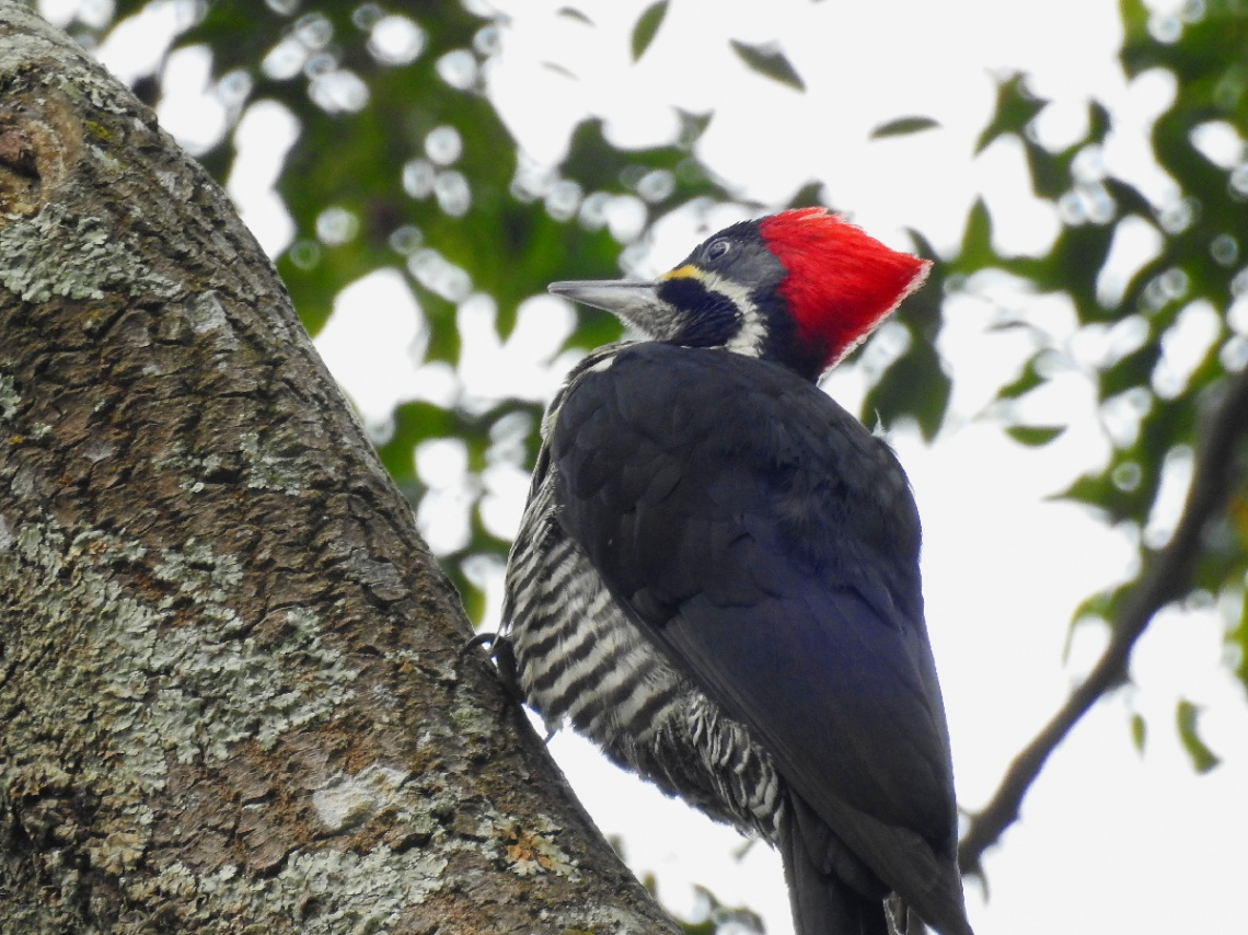 Lineated Woodpecker