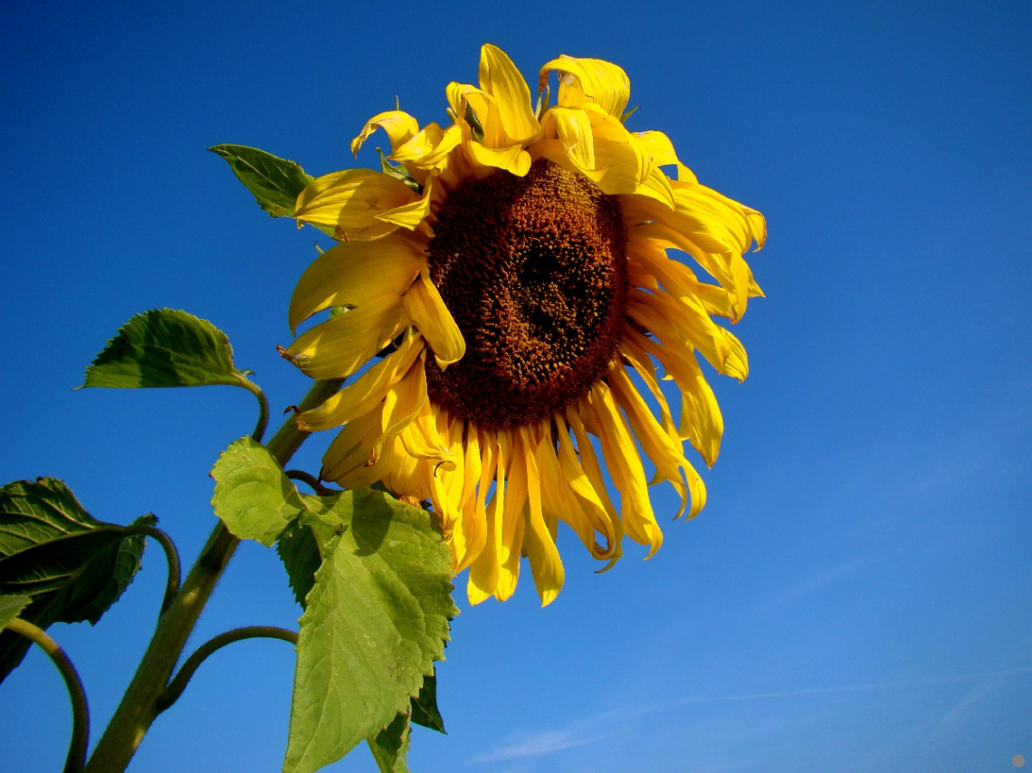 SONNENBLUME 