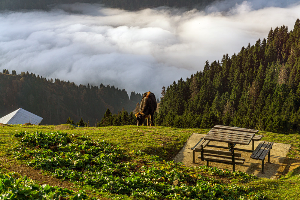 Pokut Yaylası.Ç:HEMŞİN.