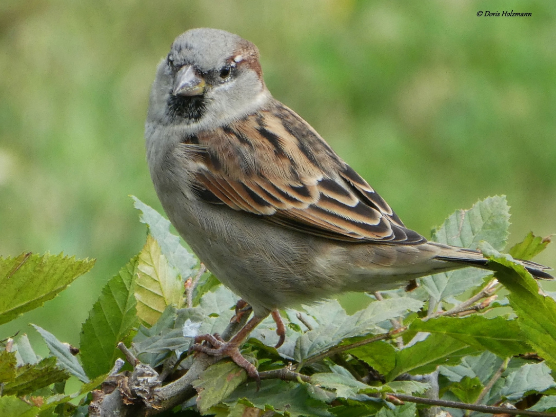 sparrow