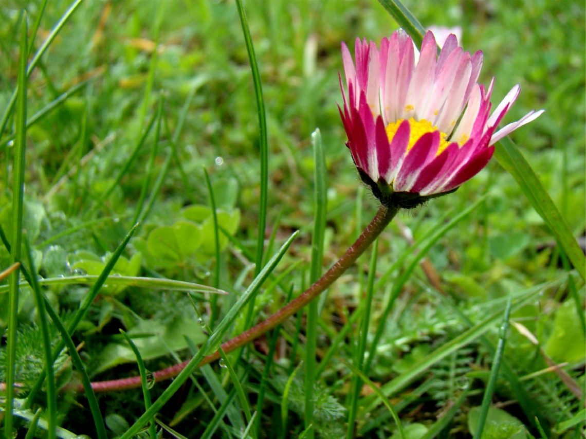 GÄNSEBLÜMCHEN 