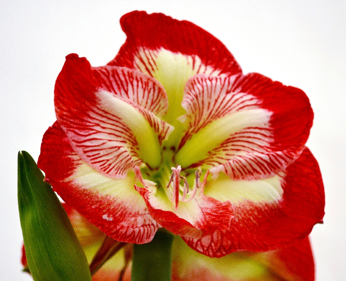 Amaryllis