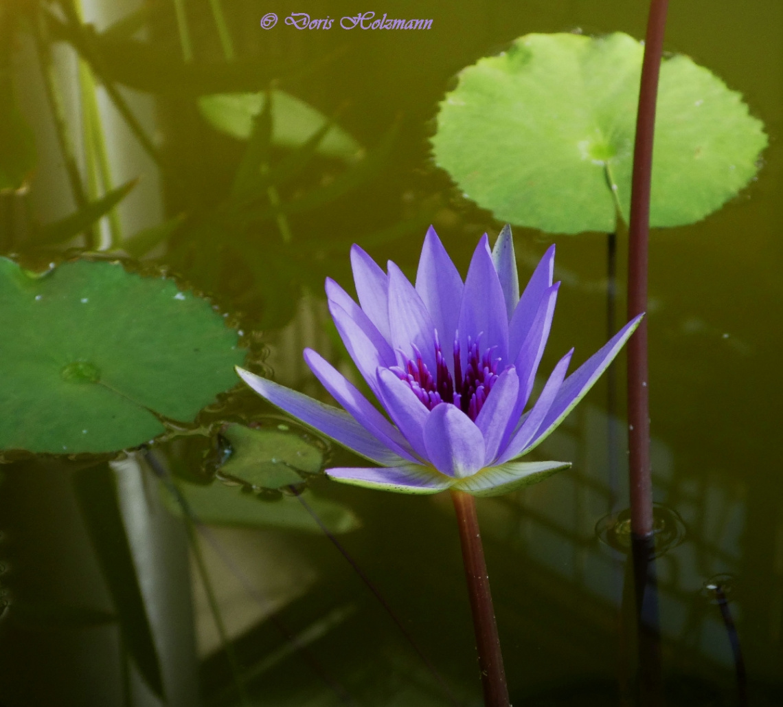 lotus flower