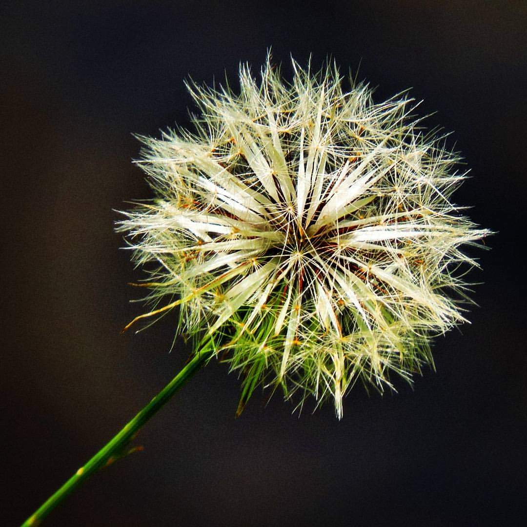 Dandelion