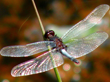 Blue Dragonfly 