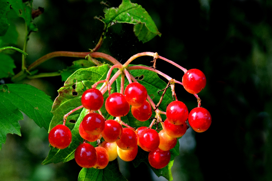 BEEREN