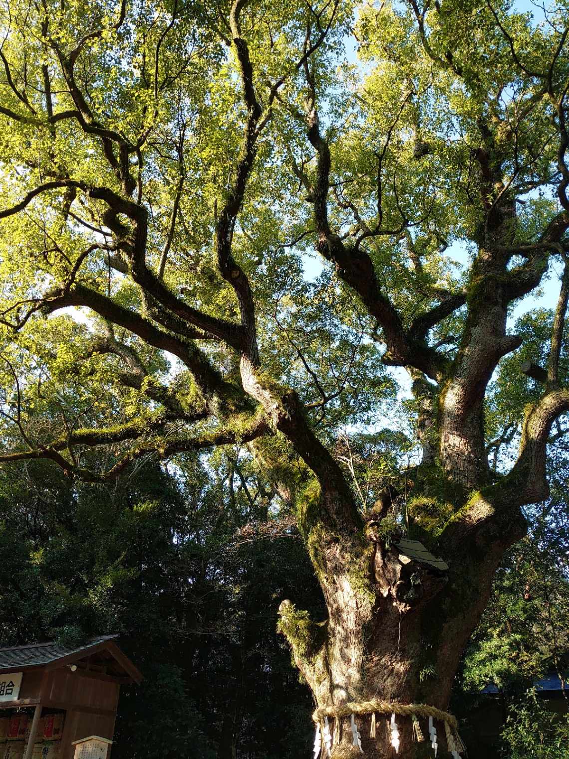 Shrine tree