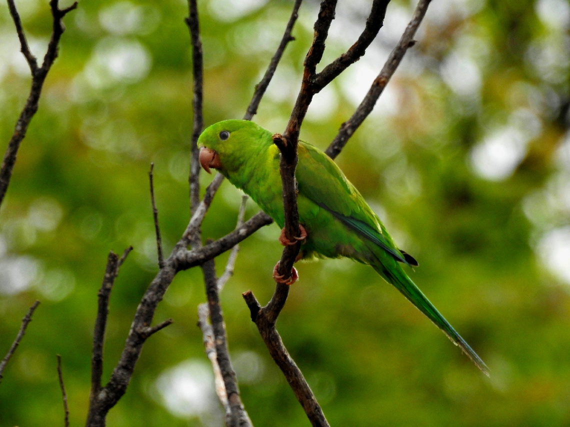 Plain Parakeet