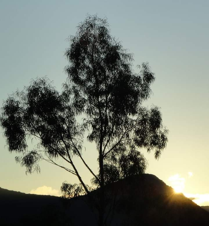 Amanhecer em Canela/Brasil