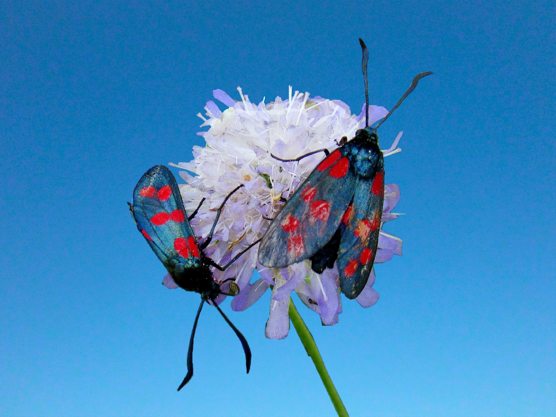 INSEKTEN