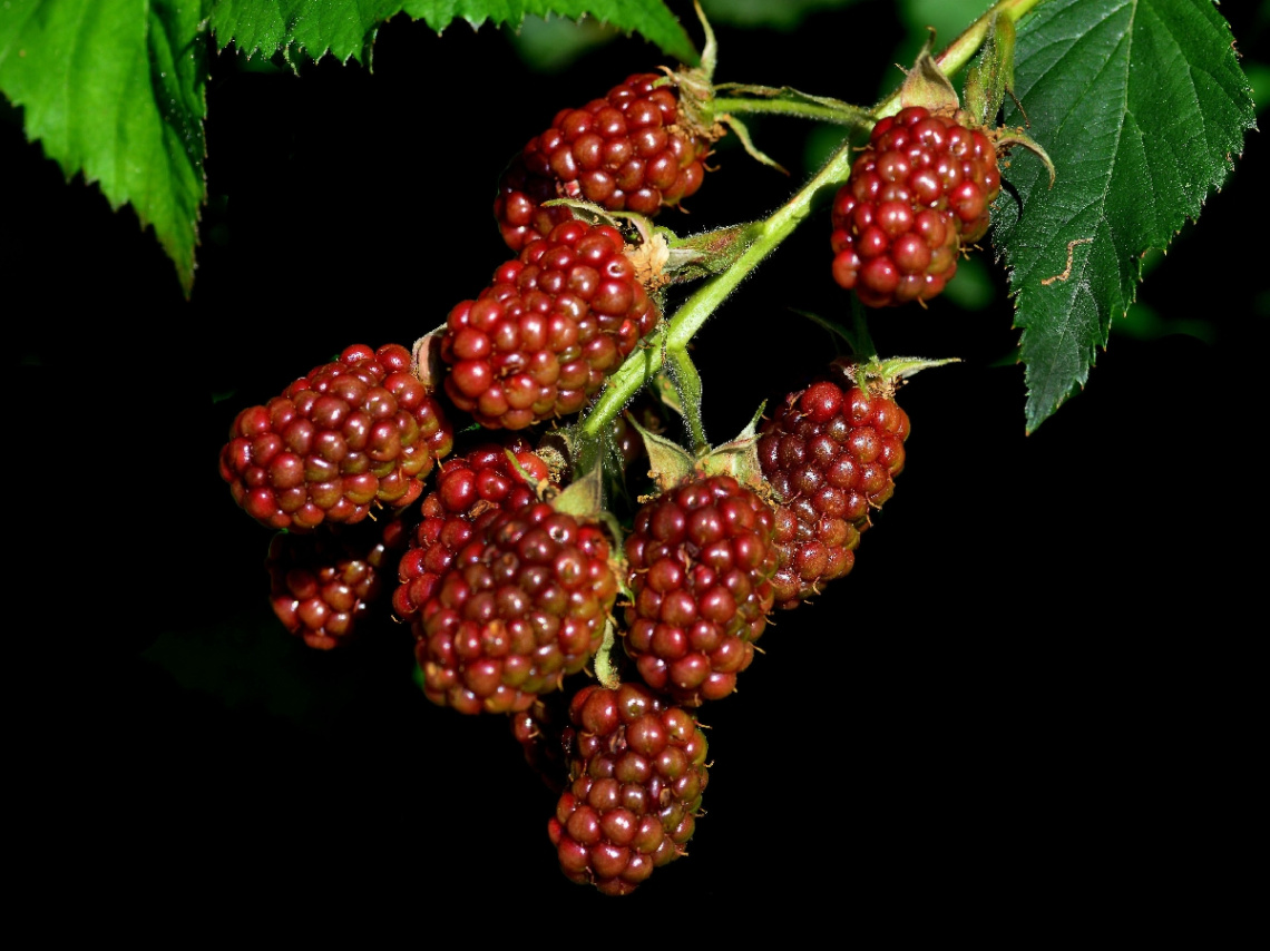 BEEREN