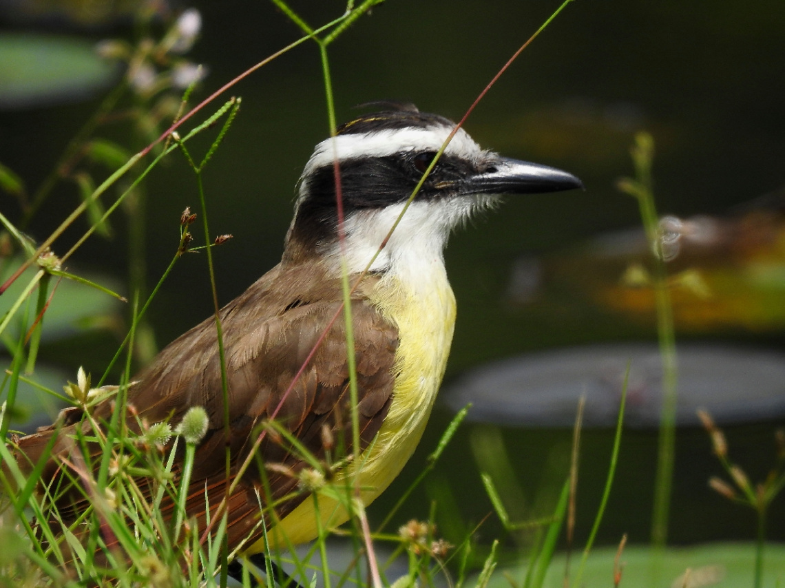 Great Kiskadee