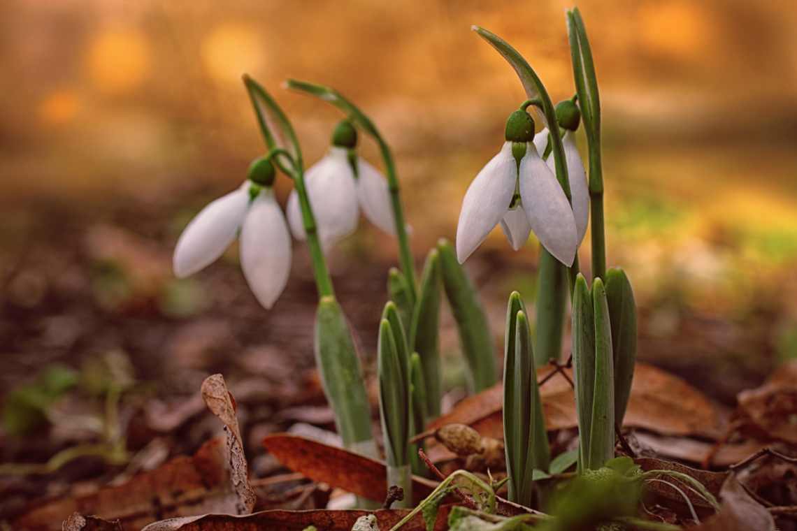 Snowdrops