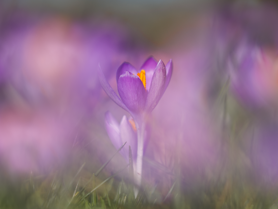 Crocus tommasinianus