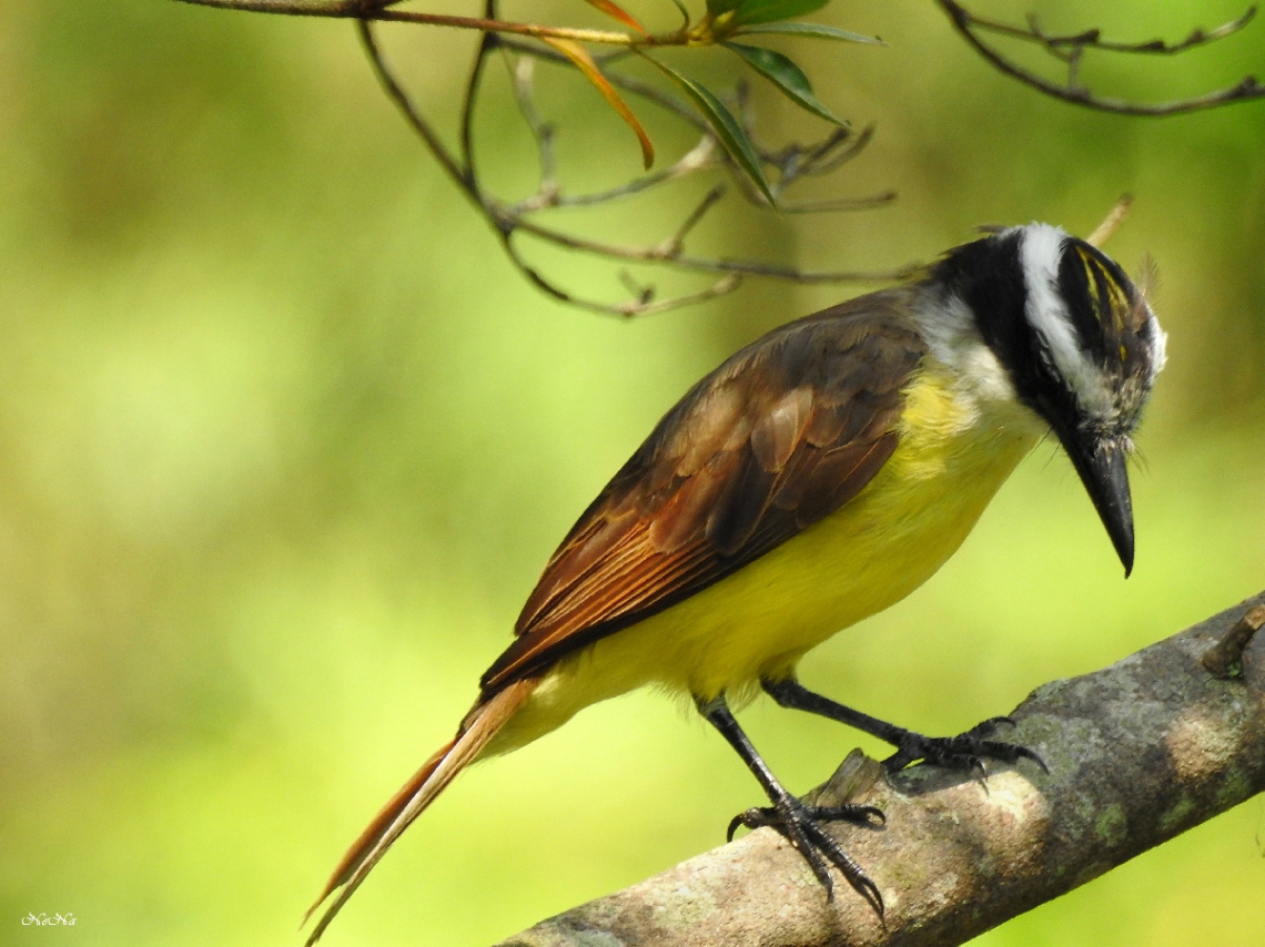 Great Kiskadee