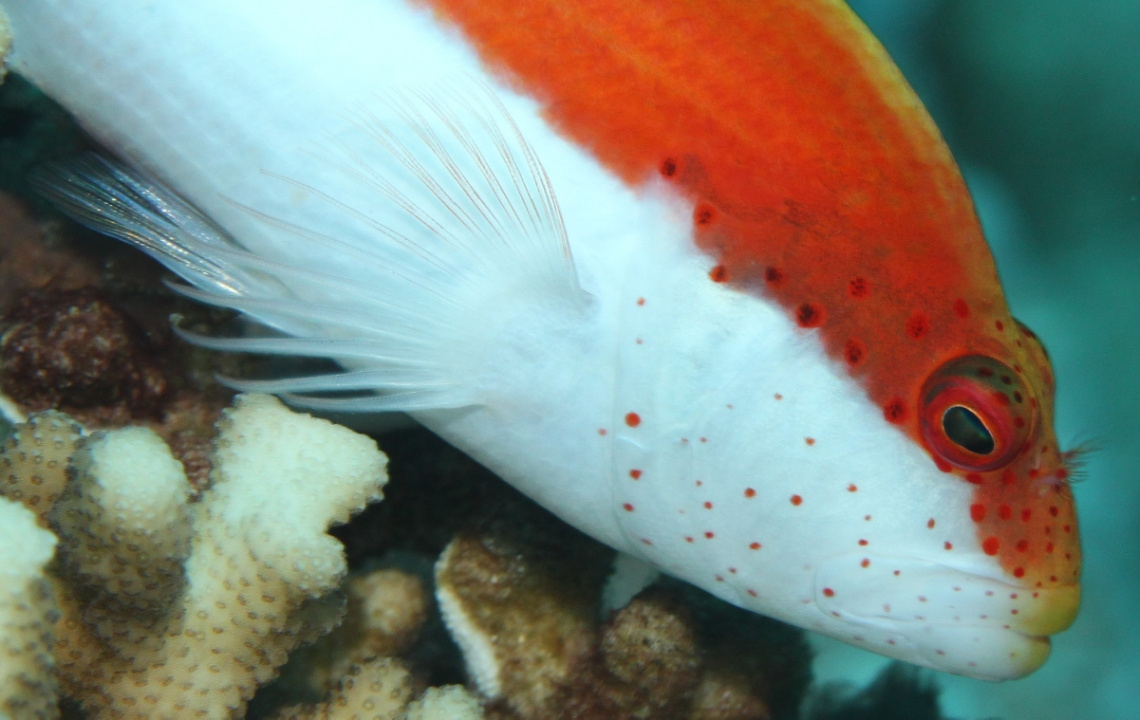 Forster's Hawkfish-Kızıldeniz