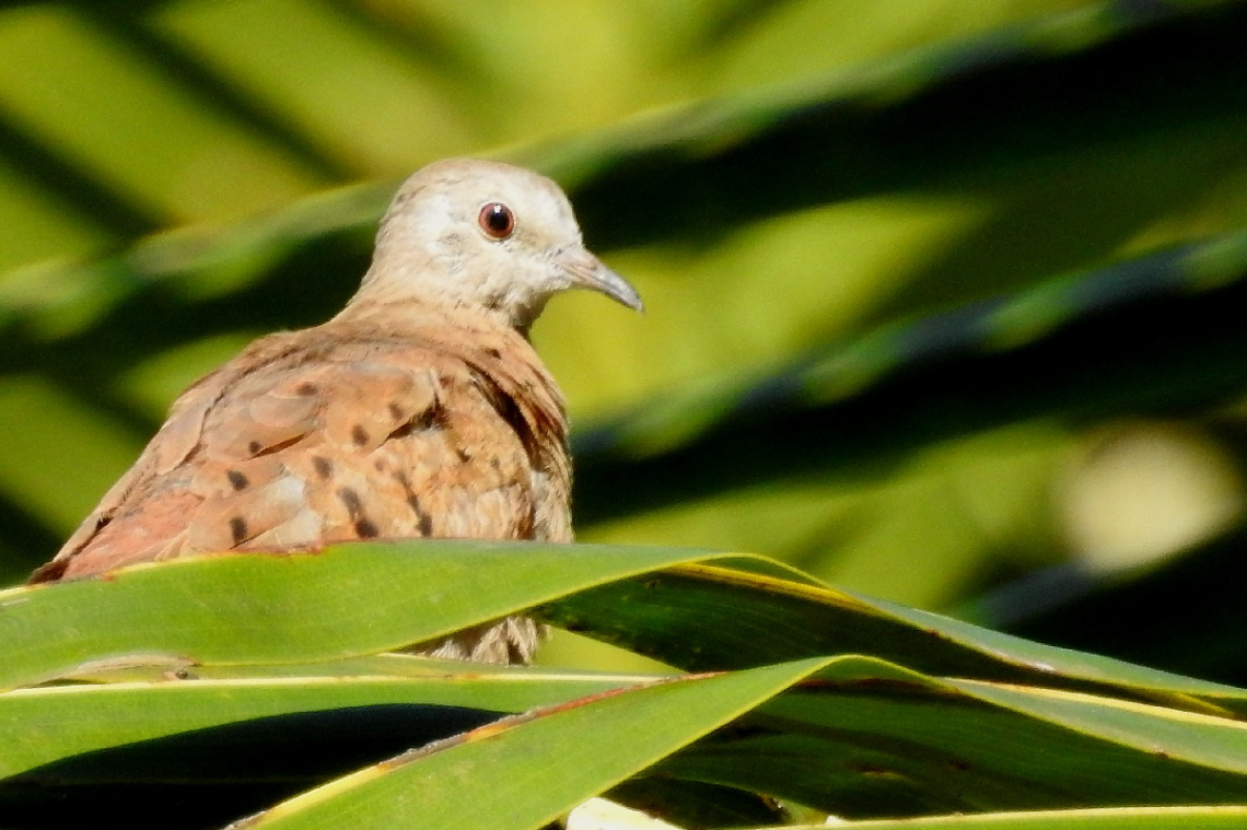 Ruddy Ground Dove