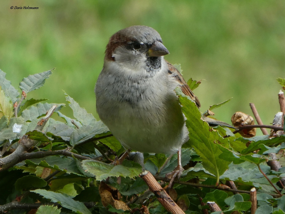 a cute sparrow 