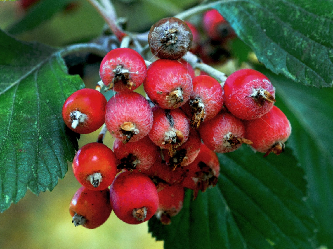 BEEREN