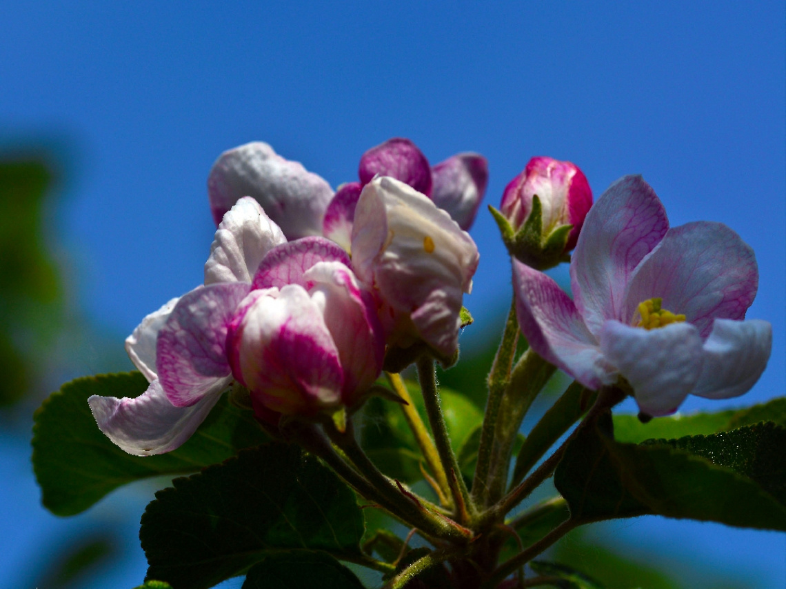 FRÜHLING