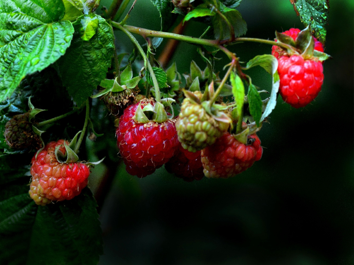 BEEREN