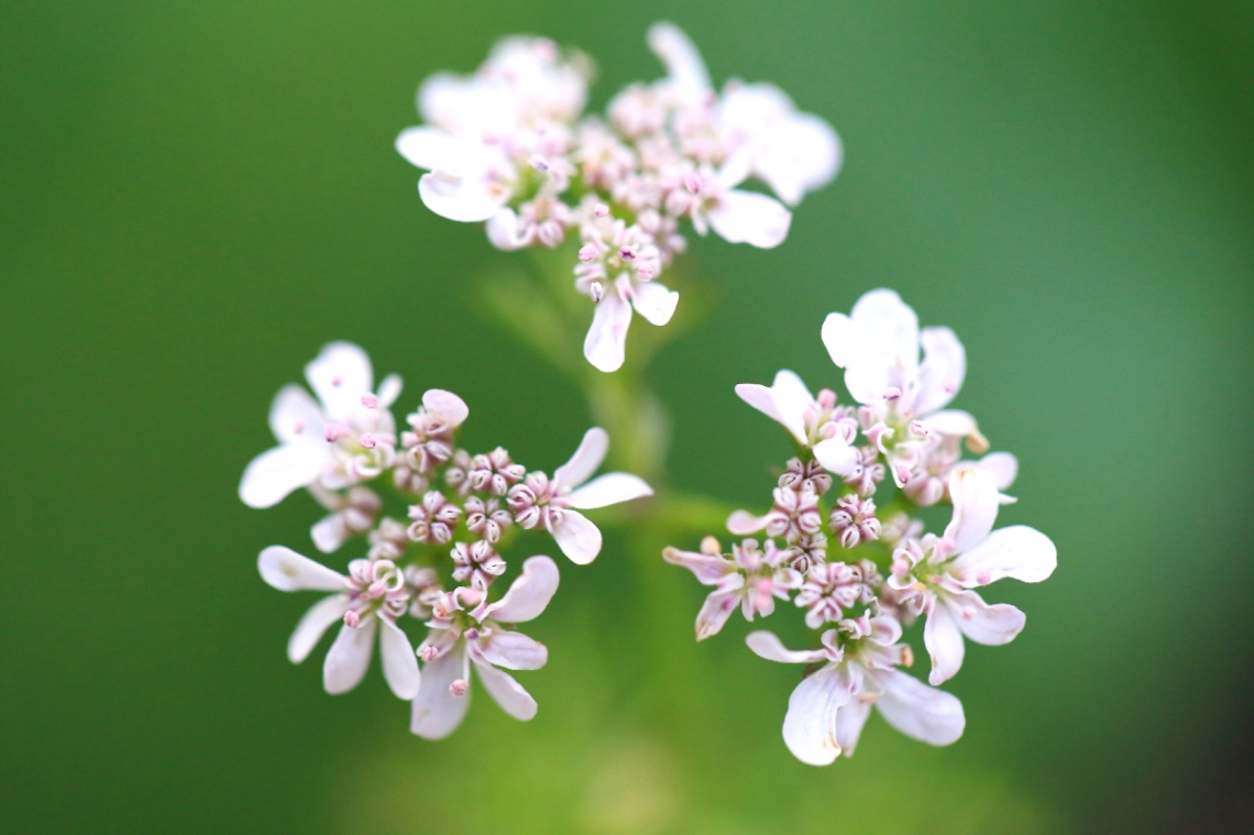 Coriander