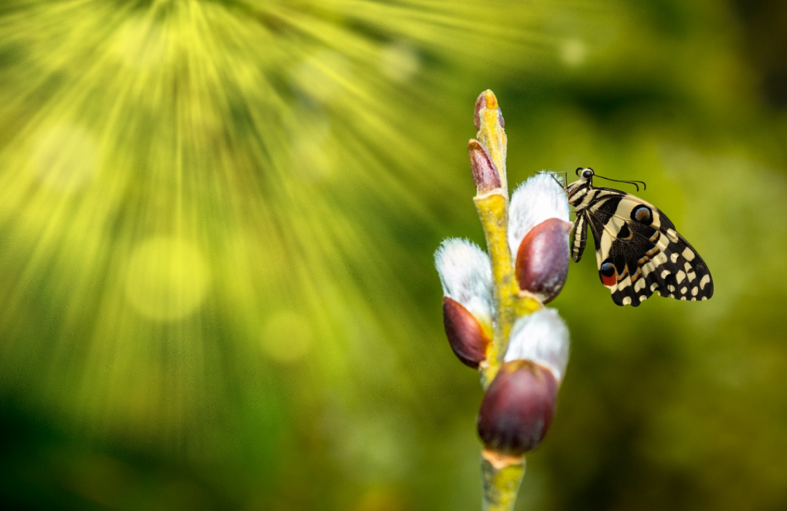 Spring detail