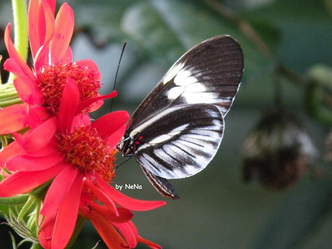 Borboleta 