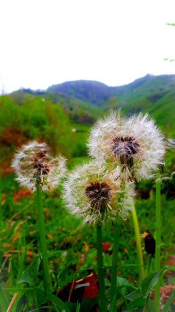 Doğa'da bahar