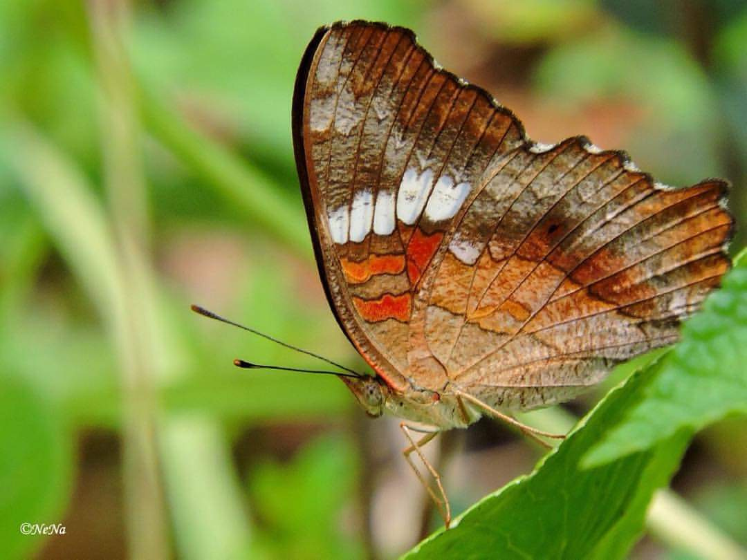 Borboleta 