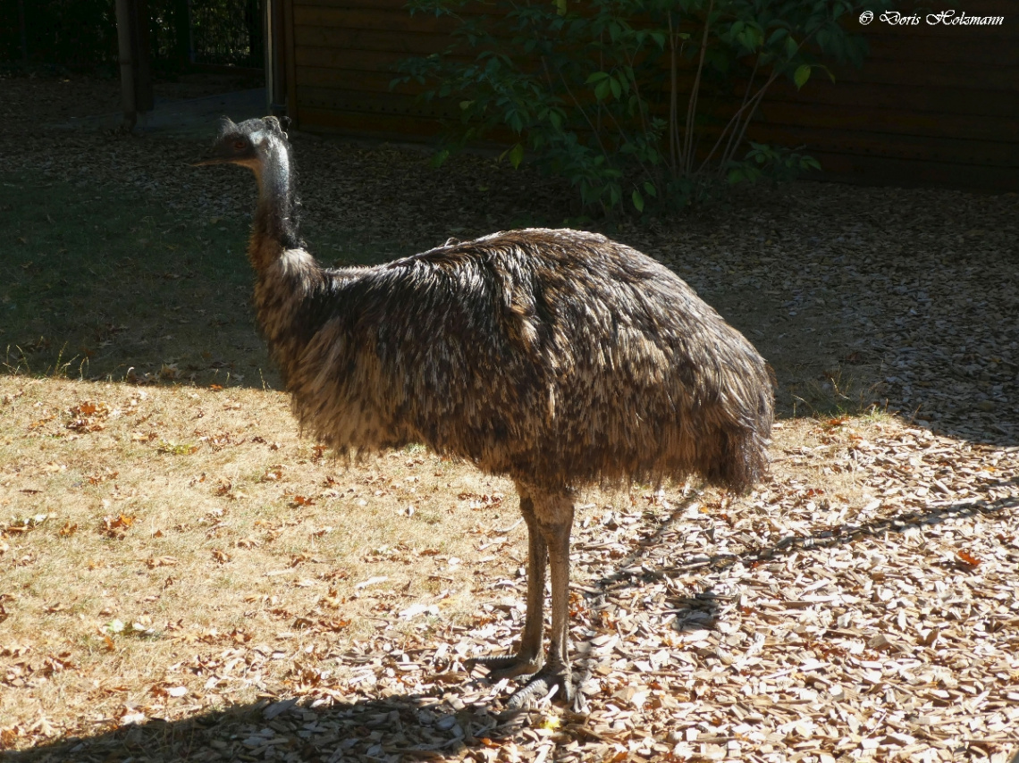 Emu