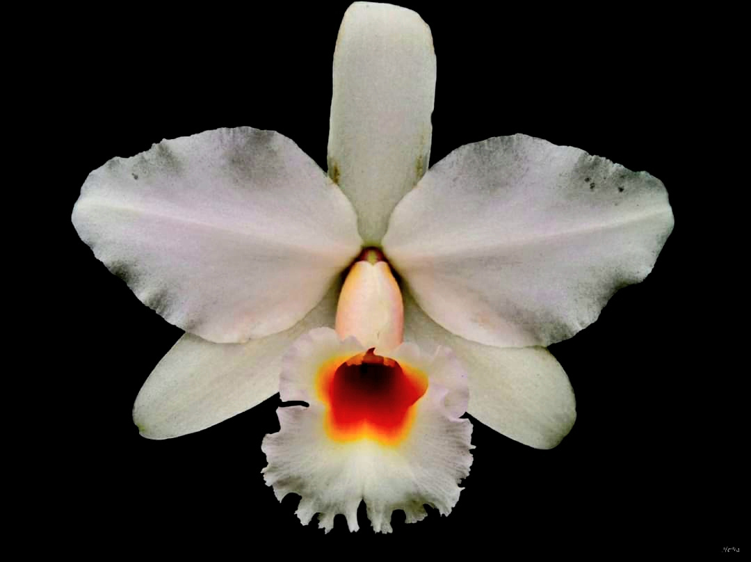 Orquídea