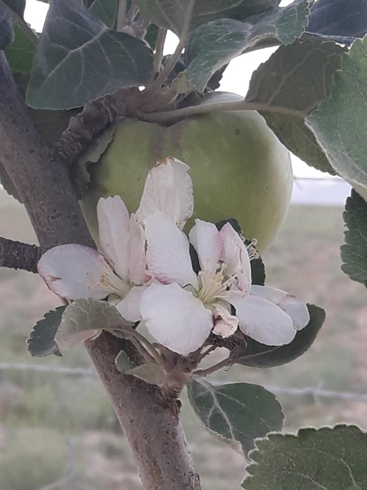 Vefalı Elma Ağacım 