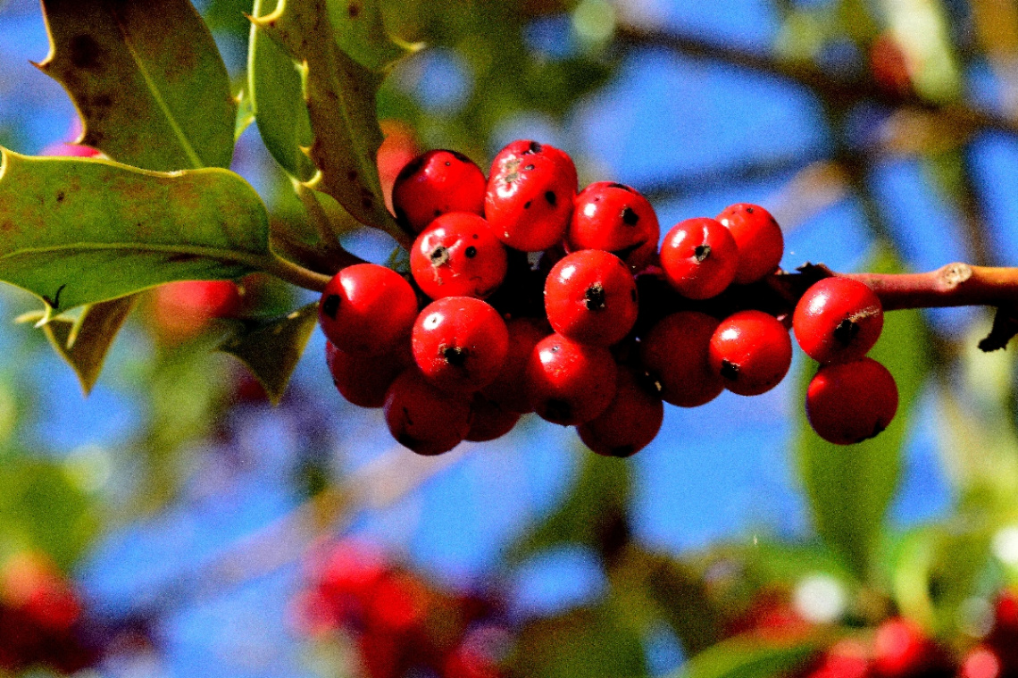 BEEREN