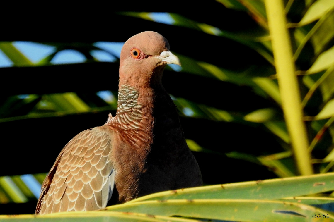 Picazuro Pigeon