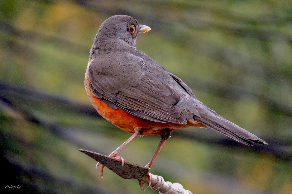 Photos of birds in the city during quarantine