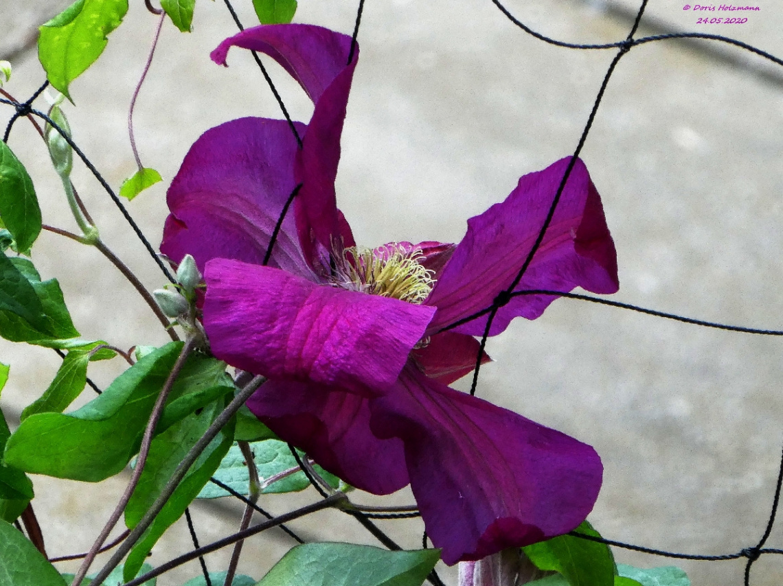 Clematis