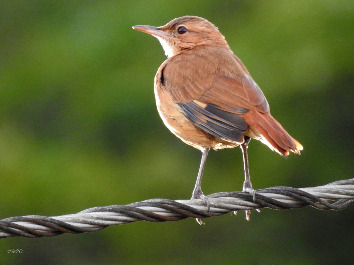 Rufous Hornero