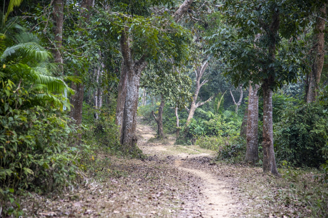 into the wood