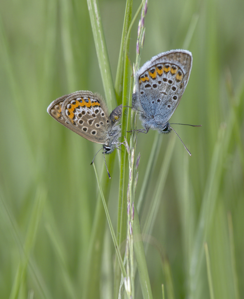  Lycaenidae