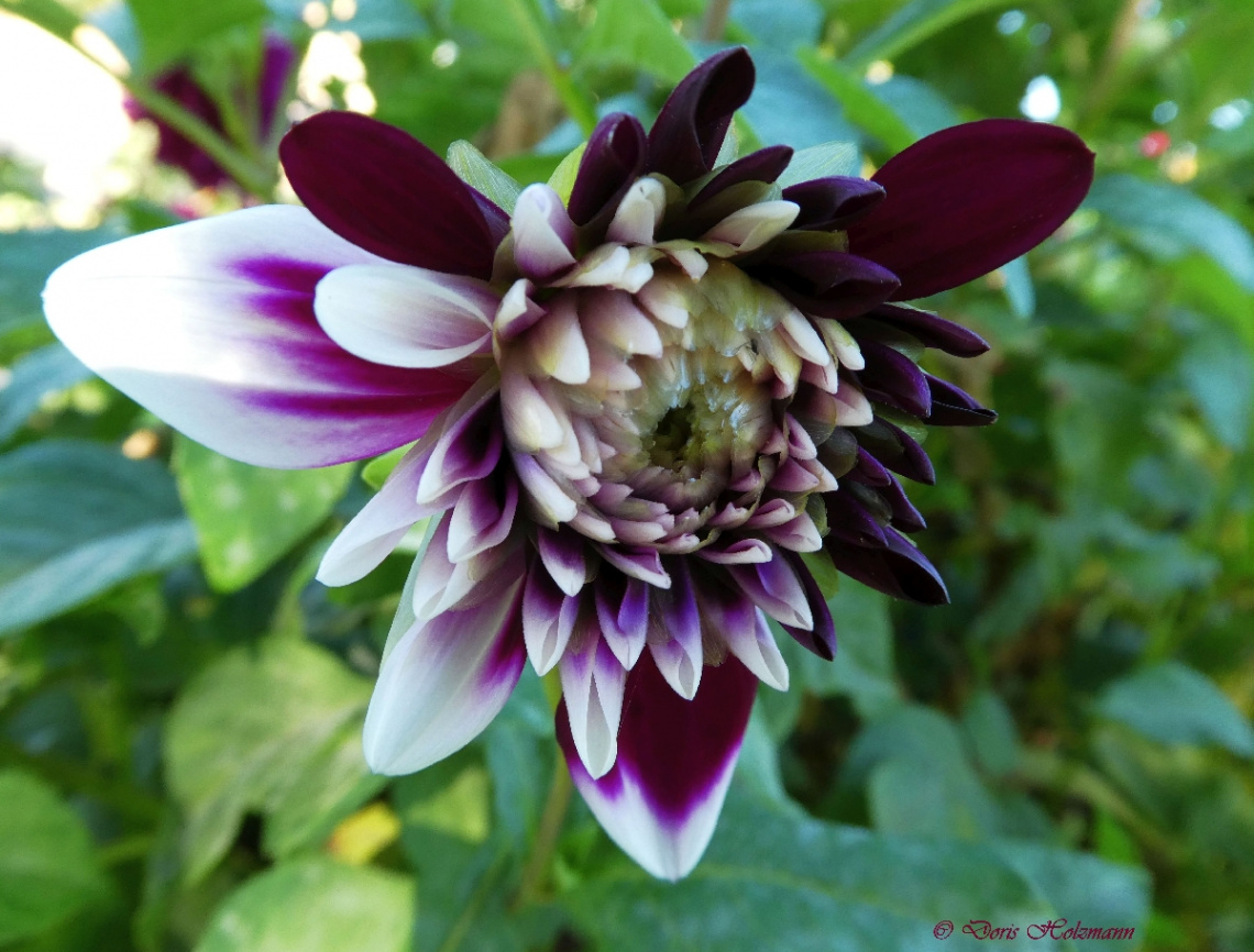 Dahlia