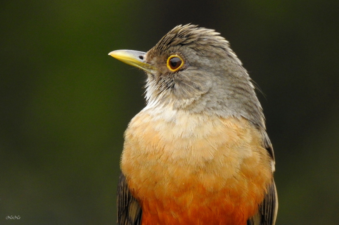 Turdus rufiventris