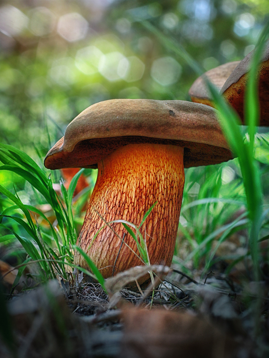 Porcini mushroom